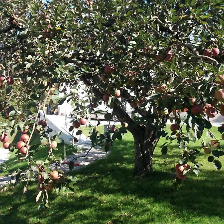 Antico Melo Vignole