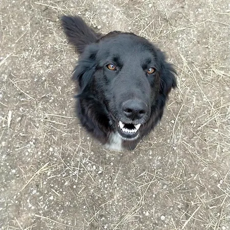 Antico Melo 3*