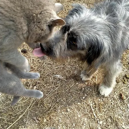 Antico Melo 3* Vignole