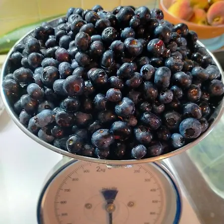 Couette-café Antico Melo Vignole