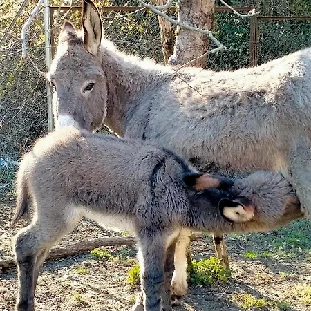 Antico Melo 3* Vignole