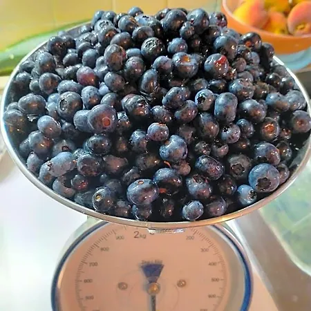 Antico Melo Vignole
