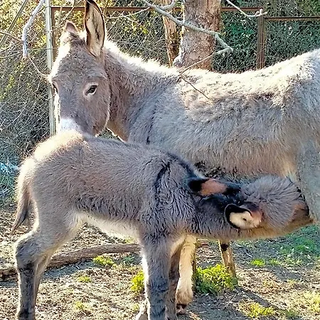 Antico Melo 3*