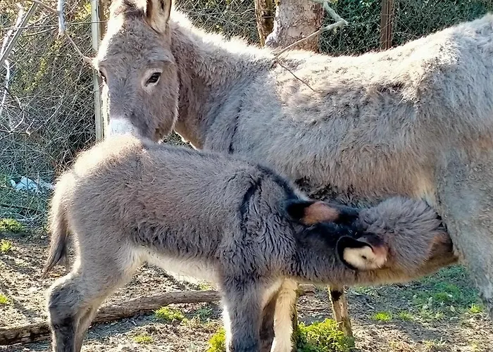 Antico Melo 3* Vignole
